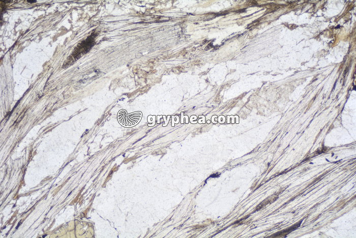 Micaschiste LPNA x40 - gryphea.org